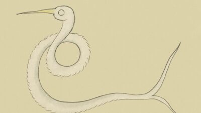 クツチの虫(くつちのむし)