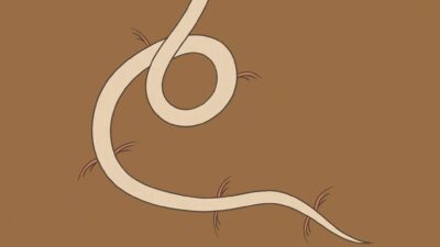 腸の虫(はらわたのむし)