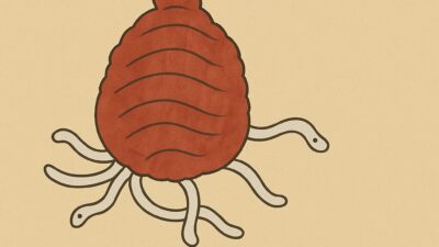 大酒の虫(おおざけのむし)